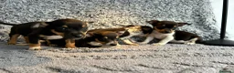 Chihuahua perros en venta: Chihuahua machos  - Anuncio 6
