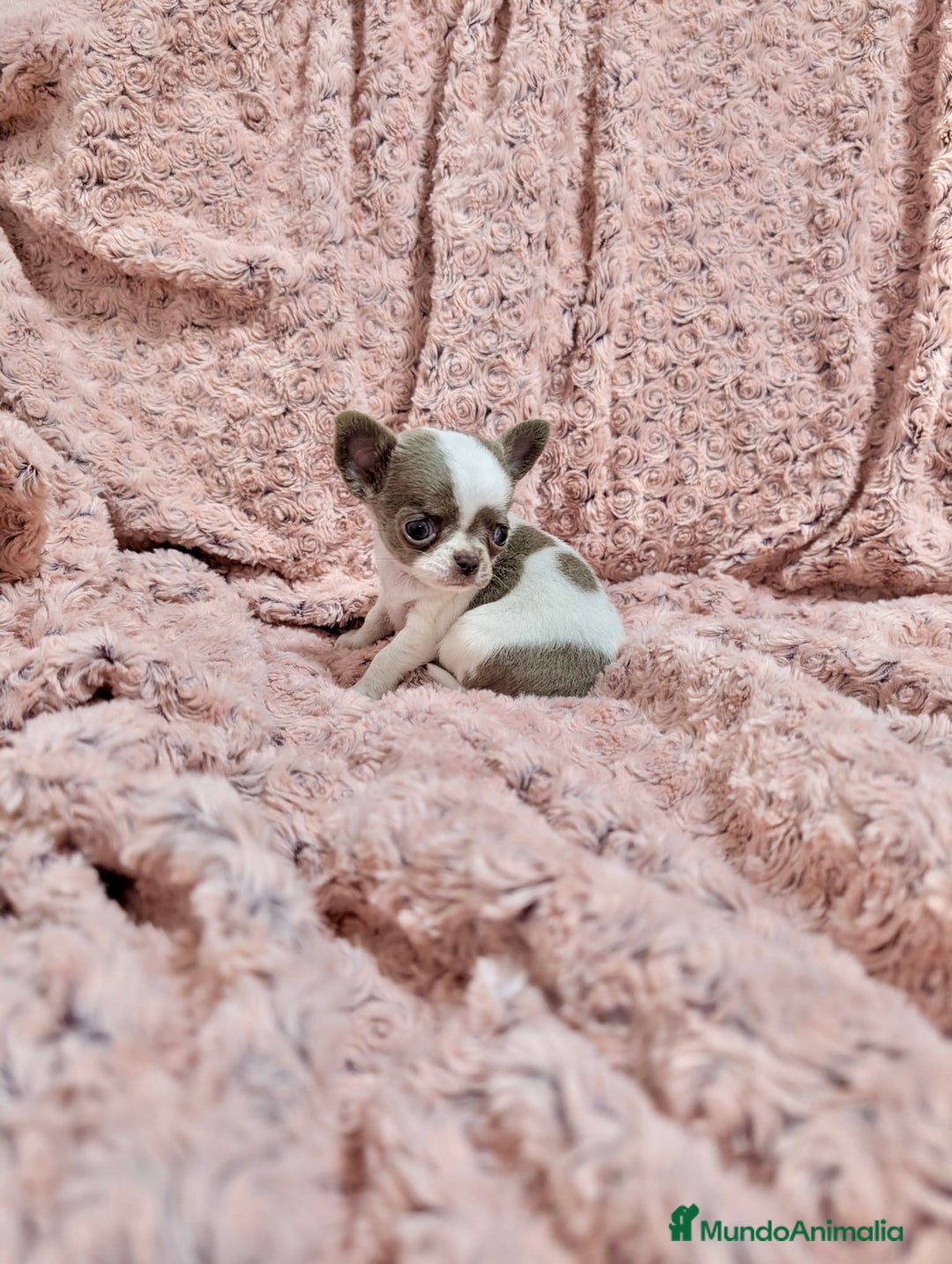 Chihuahua perros en venta: Chihuahua lilac bicolor  - Anuncio 2