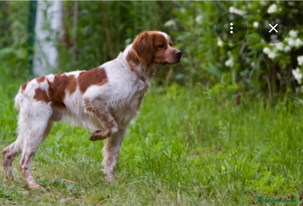 Épagneul Breton perros Breton - Anuncio 2
