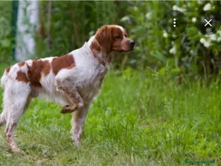 Épagneul Breton perros Breton - Anuncio 2