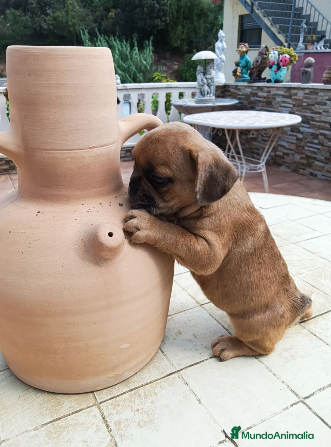 Bulldog Francés perros en venta: BULLDOG FRANCÉS  - Anuncio 1
