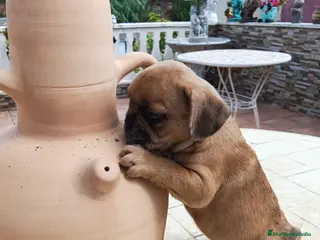 Bulldog Francés perros BULLDOG FRANCÉS - Anuncio 1
