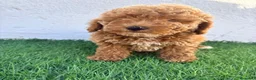 Caniche Toy perros en venta: Caniche toy - Anuncio 19
