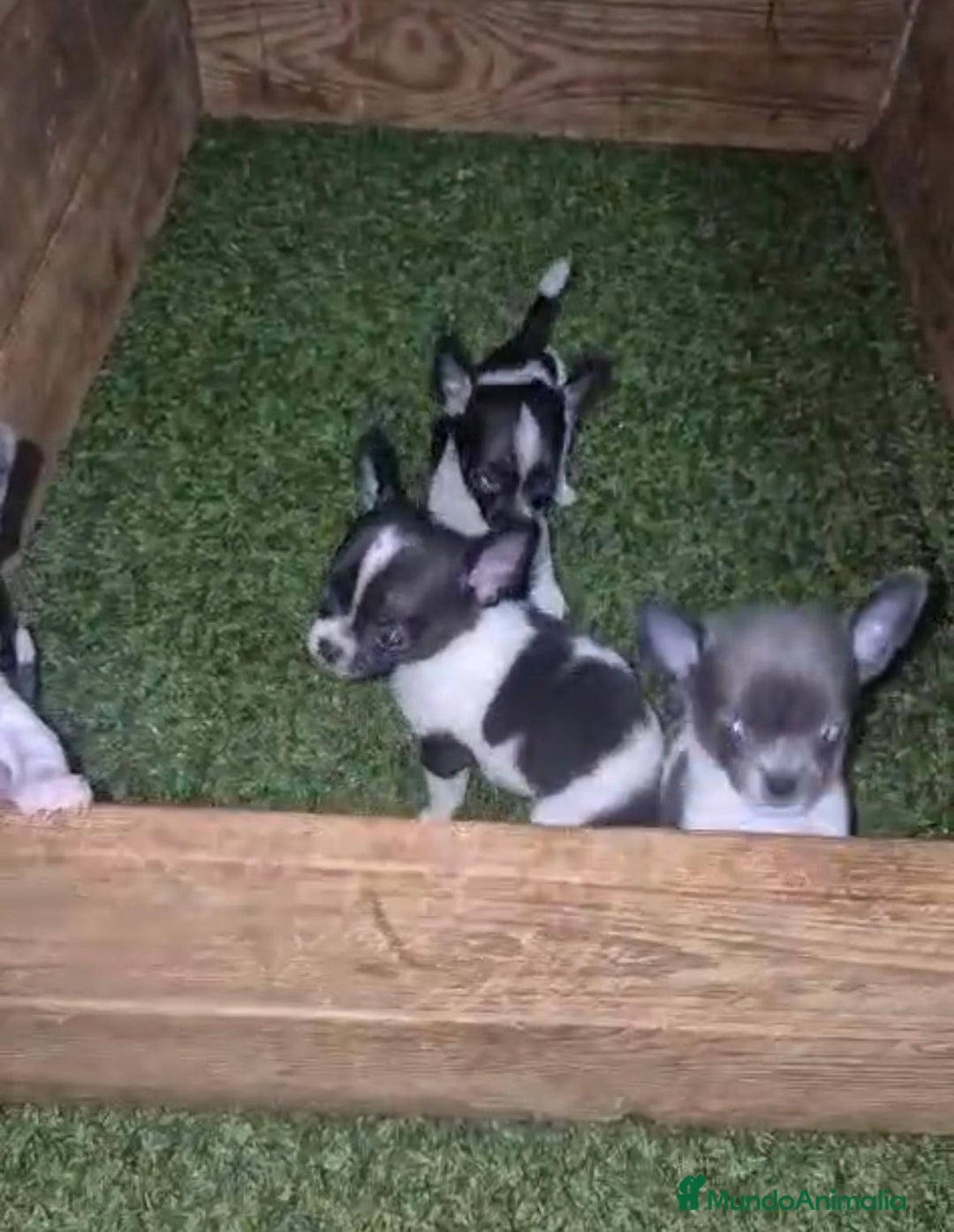Chihuahua perros en venta: Chihuahua Micro rusos - Imagen 4