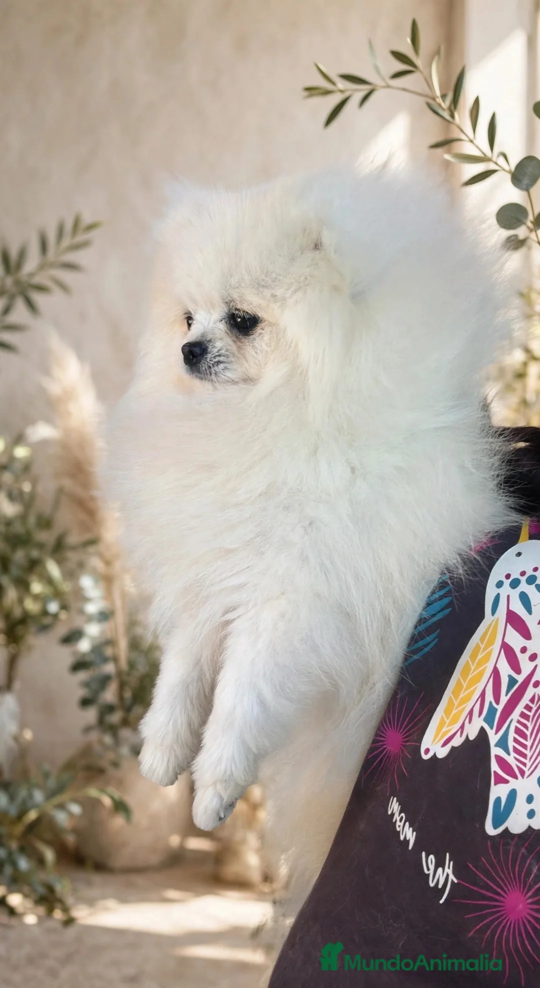 Pomerania perros en venta: Pomerania macho joven de 1,5 años  - Anuncio 2