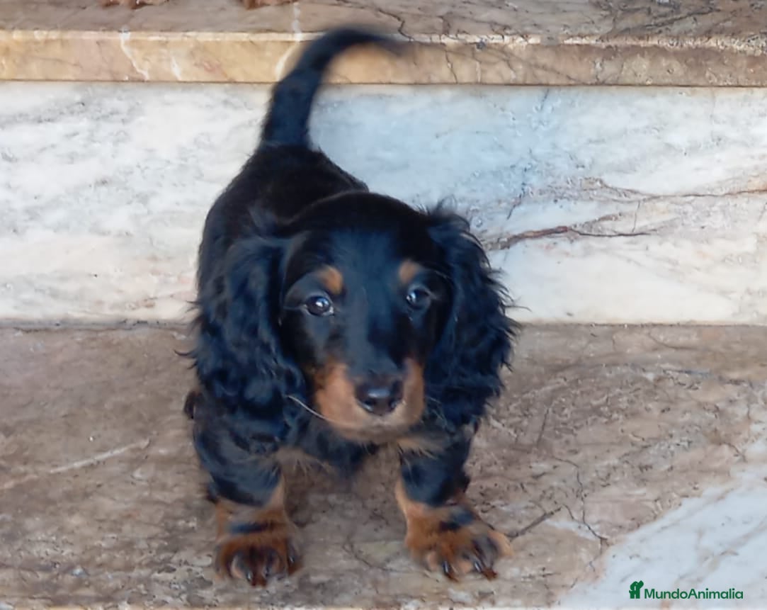 Teckel perros Teckel pelo largo espectaculares - Anuncio 1