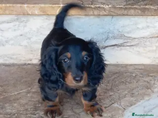 Teckel perros Teckel pelo largo espectaculares - Anuncio 1