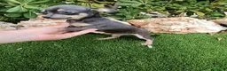 Chihuahua perros en venta: Hembrita de Chihuahua Toy Blue con 3 meses - Anuncio 2