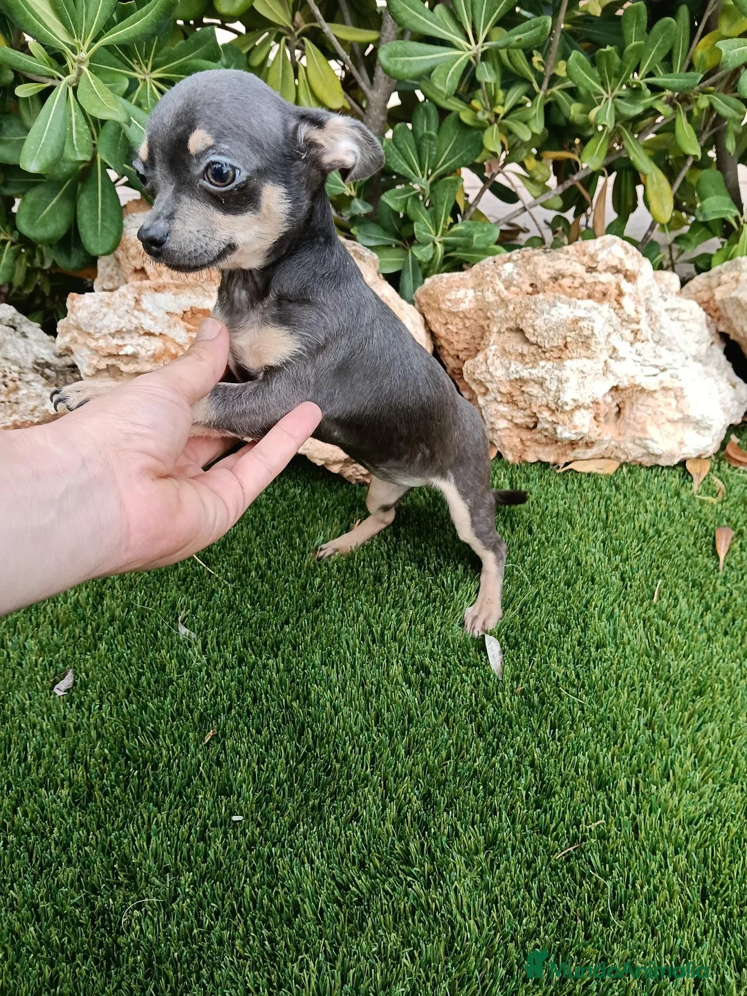 Chihuahua perros en venta: Hembrita de Chihuahua Toy Blue con 3 meses - Anuncio 2