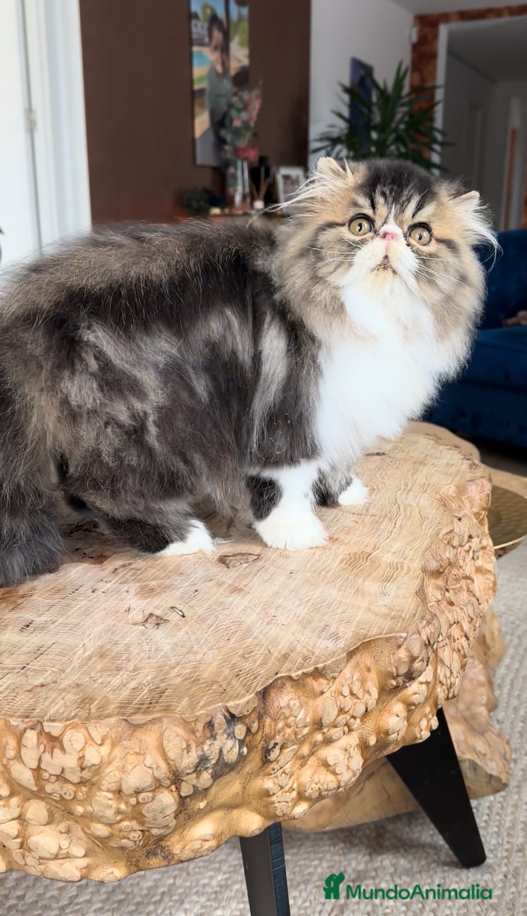 Persa gatos en venta: Persa macho Bicolor Brown Tabby  - Anuncio 3