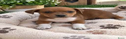 Raza Mixta perros en venta: PRECIOSA PAREJA(leer bien anuncio ) - Anuncio 4