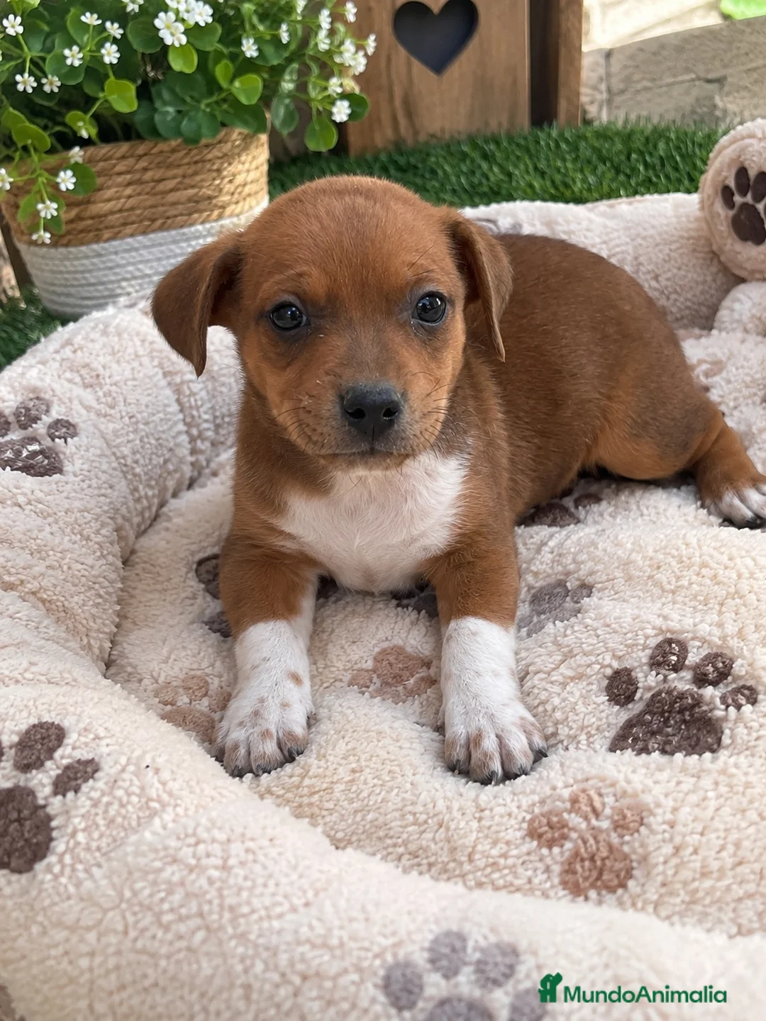 Raza Mixta perros en venta: PRECIOSA PAREJA(leer bien anuncio ) - Anuncio 4