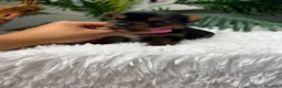 Yorkshire Terrier perros en venta: YORKSHIRE TERRIER - Anuncio 14