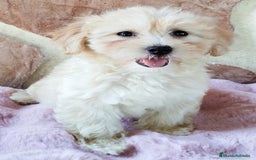 Maltipoo perros en venta: MALTIPOO  - Imagen 5