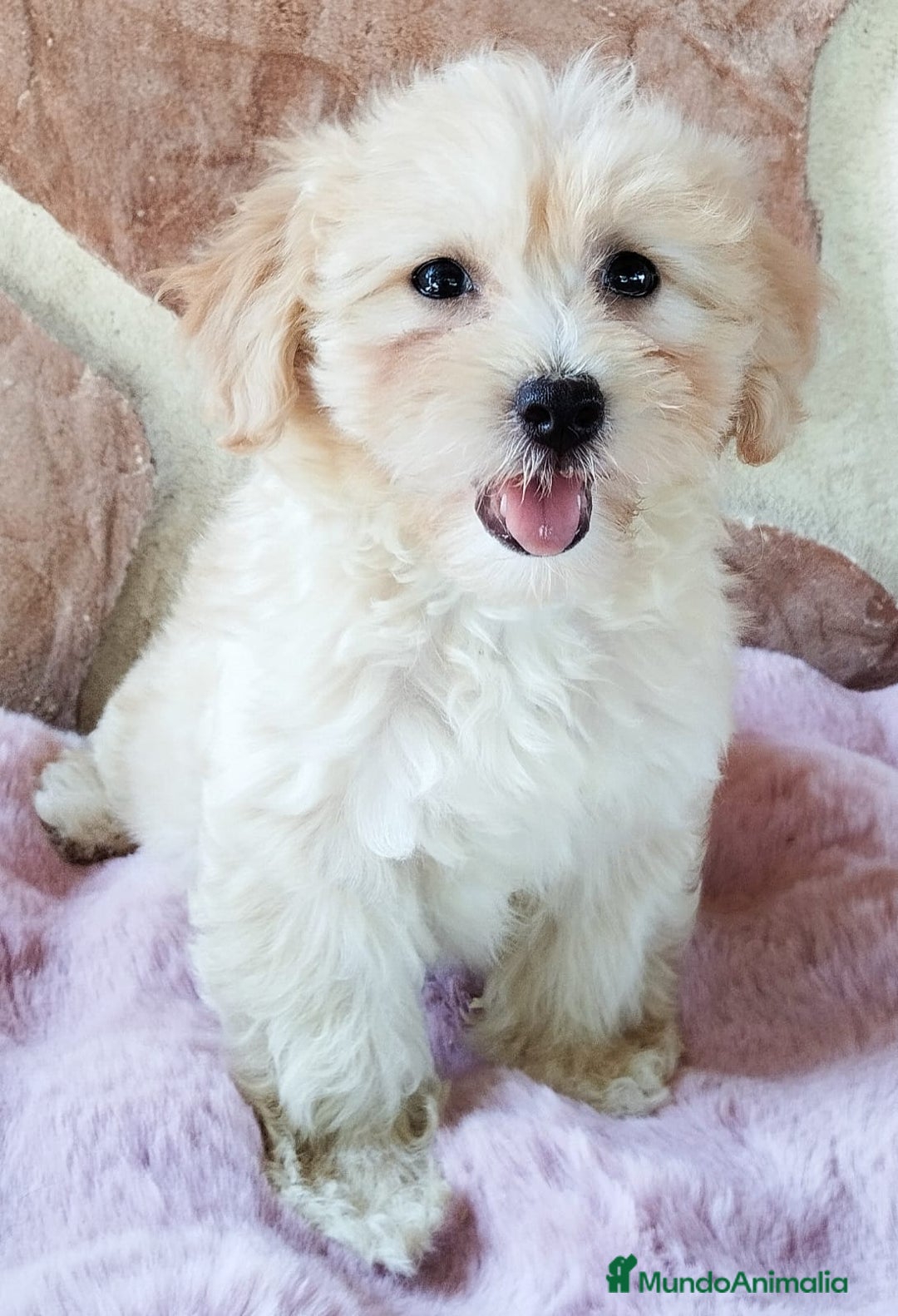 Maltipoo perros en venta: MALTIPOO  - Imagen 5