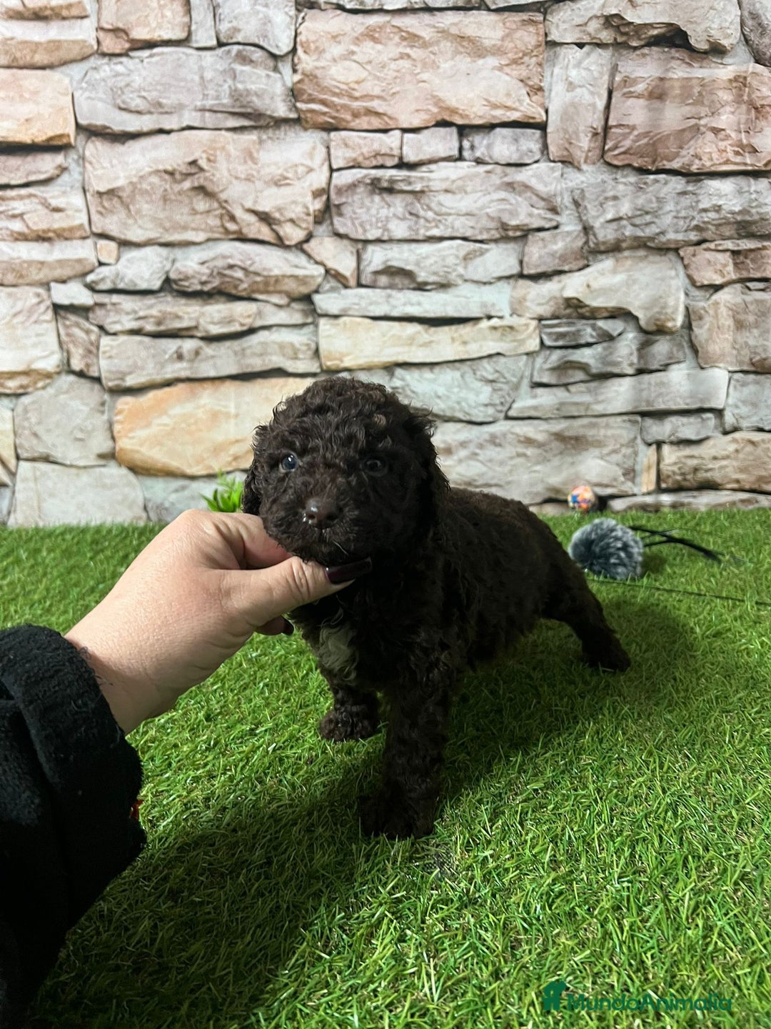 Perro de Agua Español perros en venta: CACHORRITOS PERRO DE AGUA CHOCOLATE - Anuncio 6