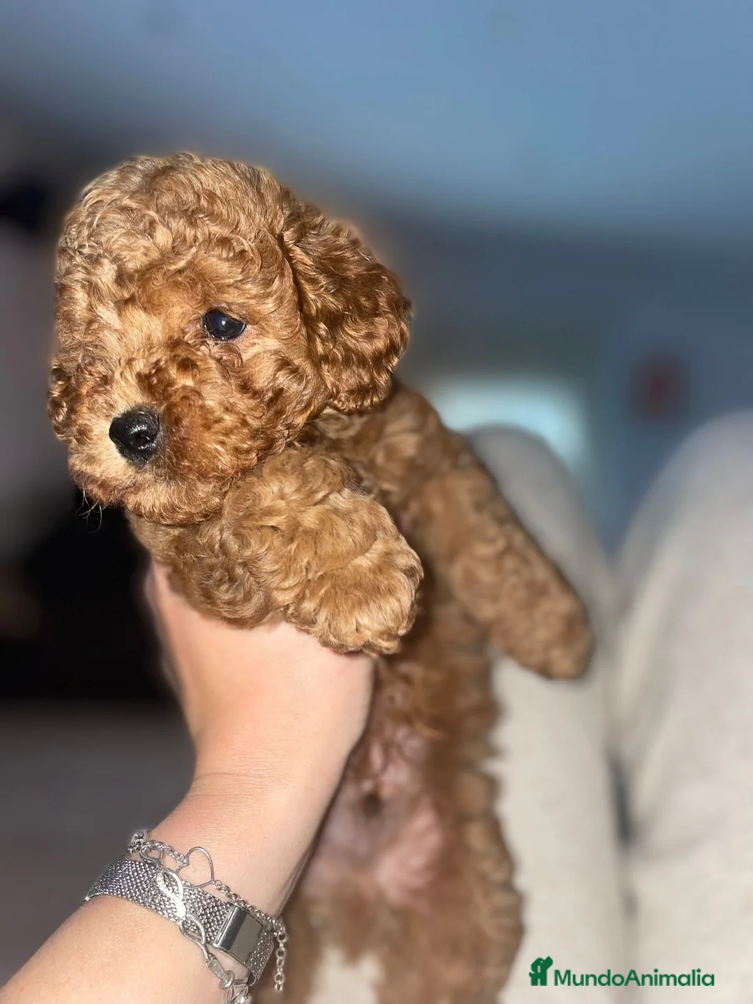 Caniche Toy perros en venta: Caniche toy apricot reservas abiertas🧸 - Anuncio 2