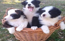 Border Collie perros en venta: Preciosa camada de Border collie - Imagen 2