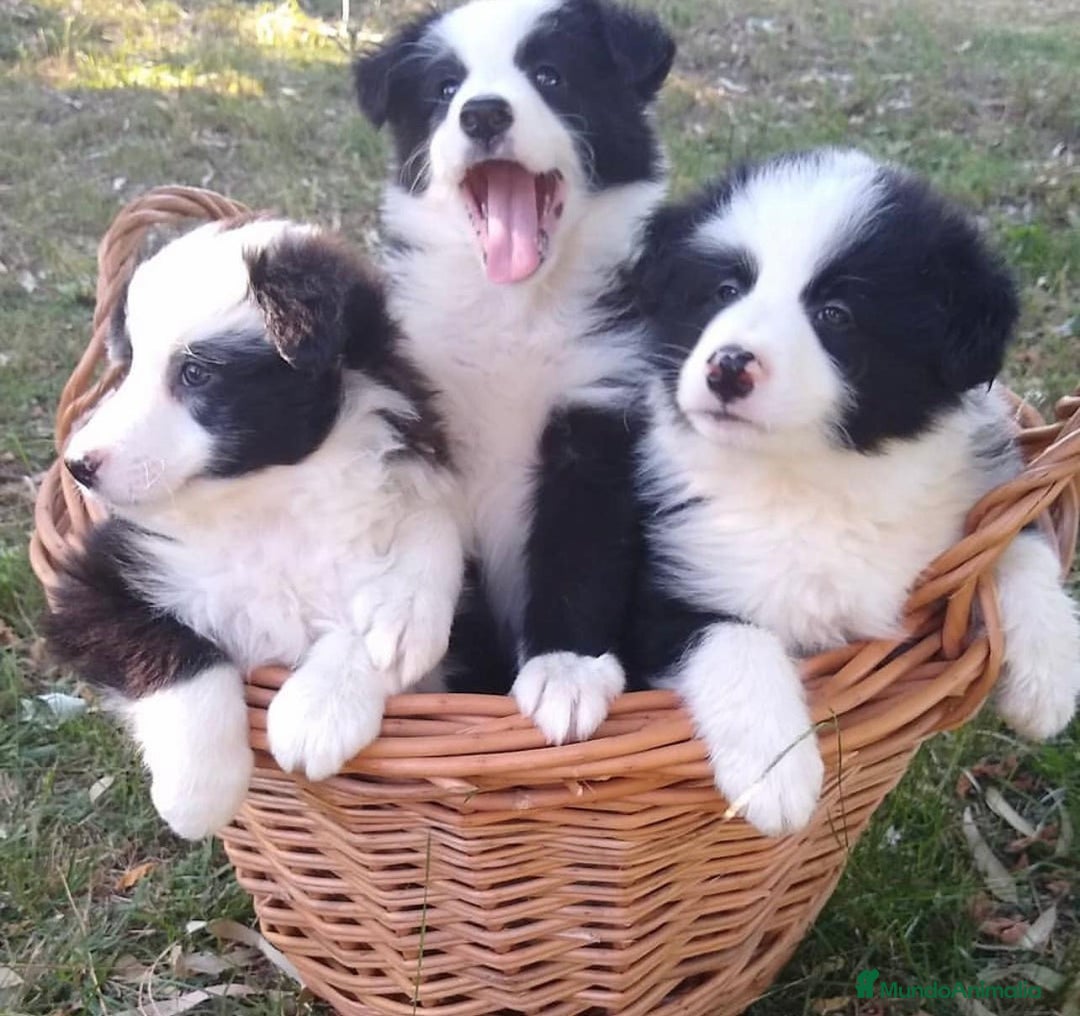 Border Collie perros en venta: Preciosa camada de Border collie - Imagen 2