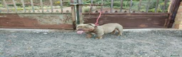 American Bully perros en venta: Disponible american bully Poket con ABKC - Anuncio 4