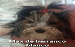 Biewer Yorkshire Terrier a la Pom Pon perros para monta: Biewer con pedigree - Imagen 7