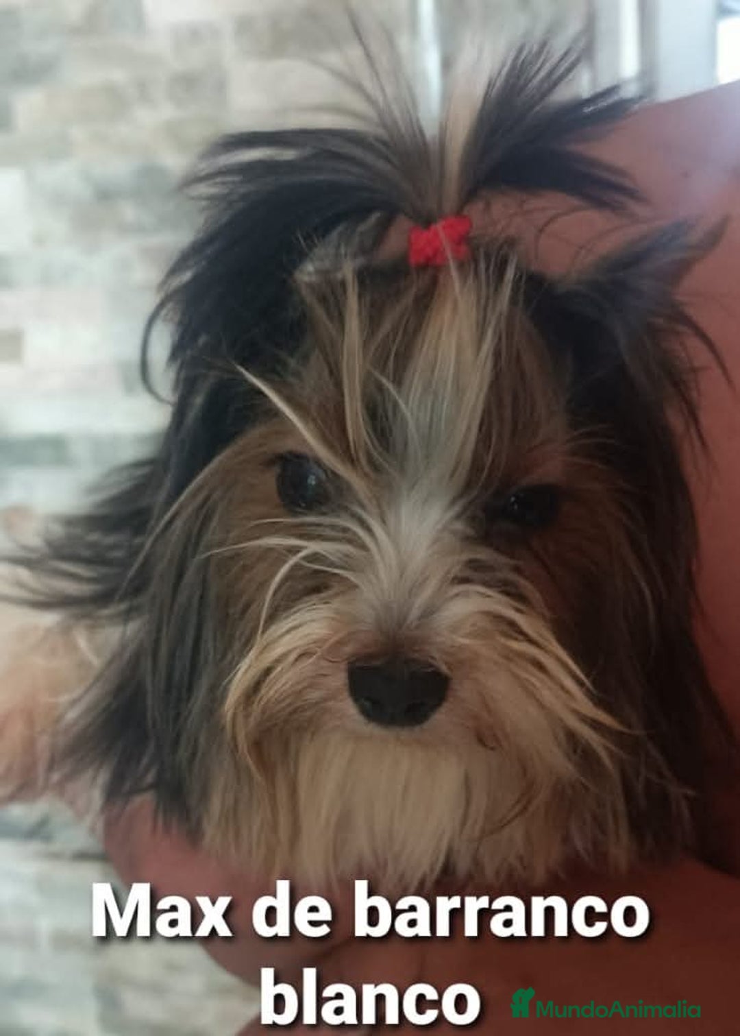 Biewer Yorkshire Terrier a la Pom Pon perros para monta: Biewer con pedigree - Imagen 7