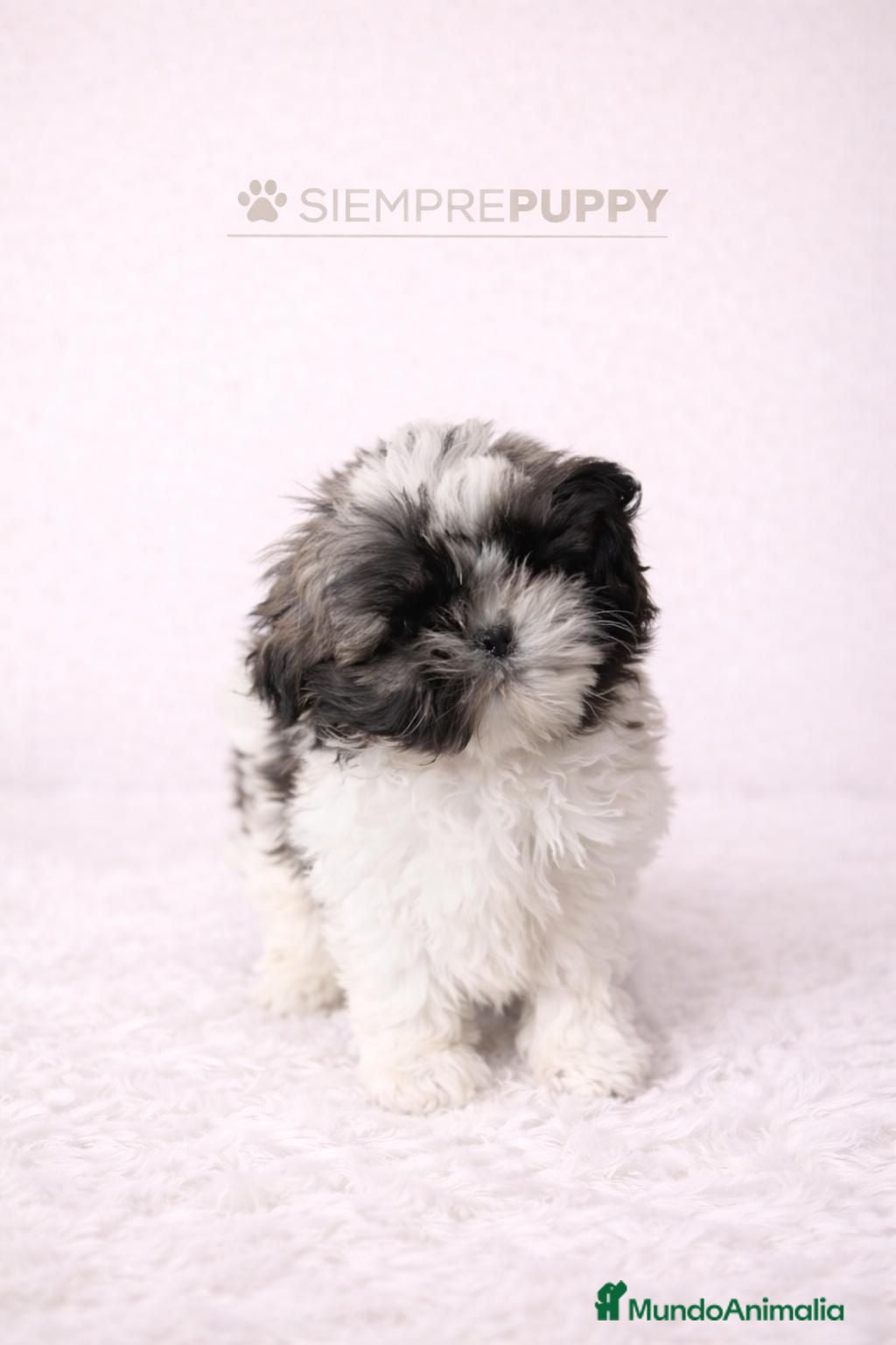 Shih Tzu perros SHIH TZU MINI - Anuncio 2