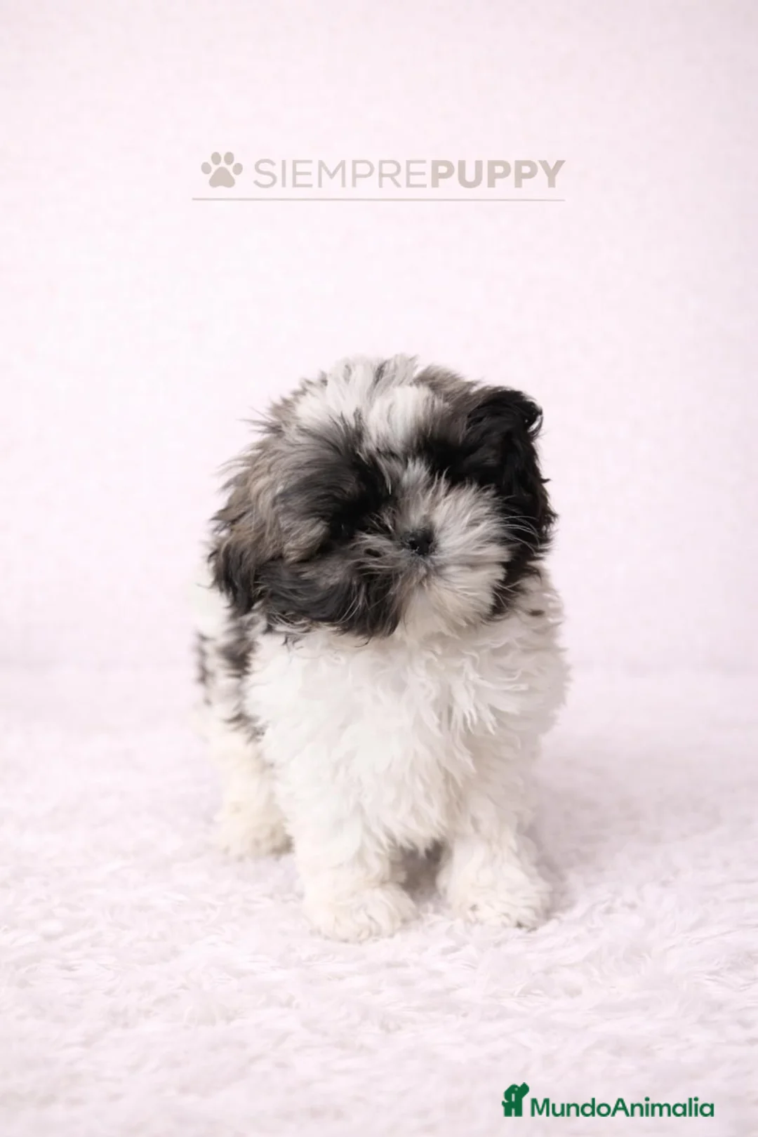 Shih Tzu perros en venta: SHIH TZU MINI - Anuncio 1