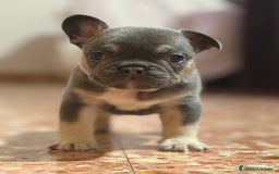 Bulldog Francés perros en venta: Bulldog francés  - Imagen 2