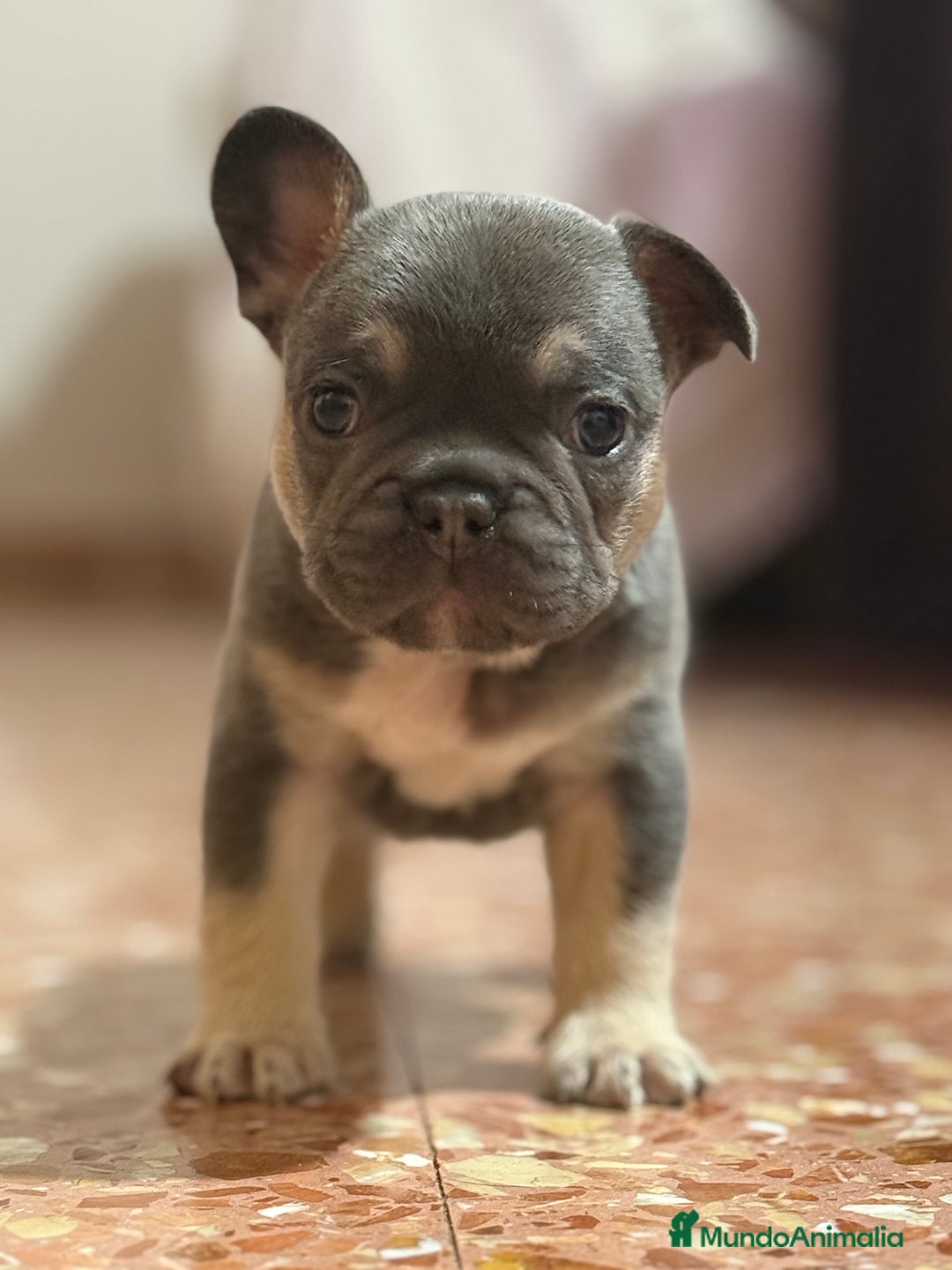 Bulldog Francés perros en venta: Bulldog francés  - Imagen 2