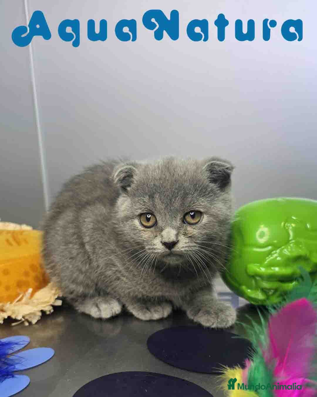 Scottish Fold gatos Scottish Fold Hembra 6349 AQUANATURA - Anuncio 1