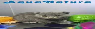 Scottish Fold Hembra 6349