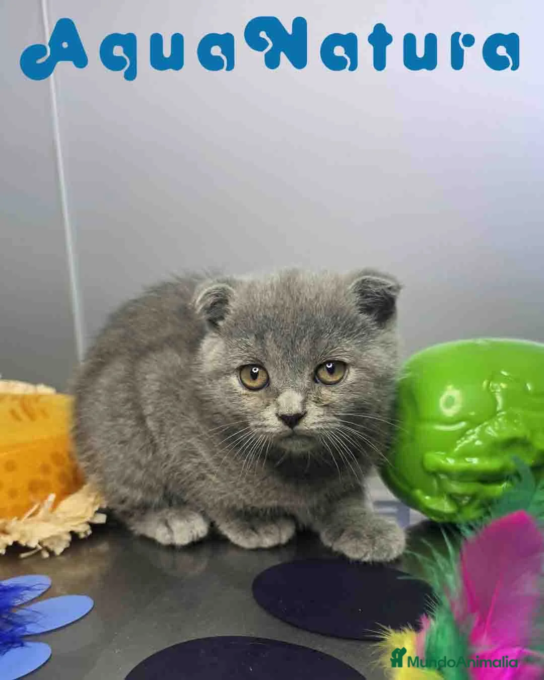 Scottish Fold gatos en venta: Scottish Fold Hembra 6349 AQUANATURA - Anuncio 1