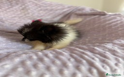 Pomerania perros en venta: Lulu pomerania MICRO TOY  - Imagen 4