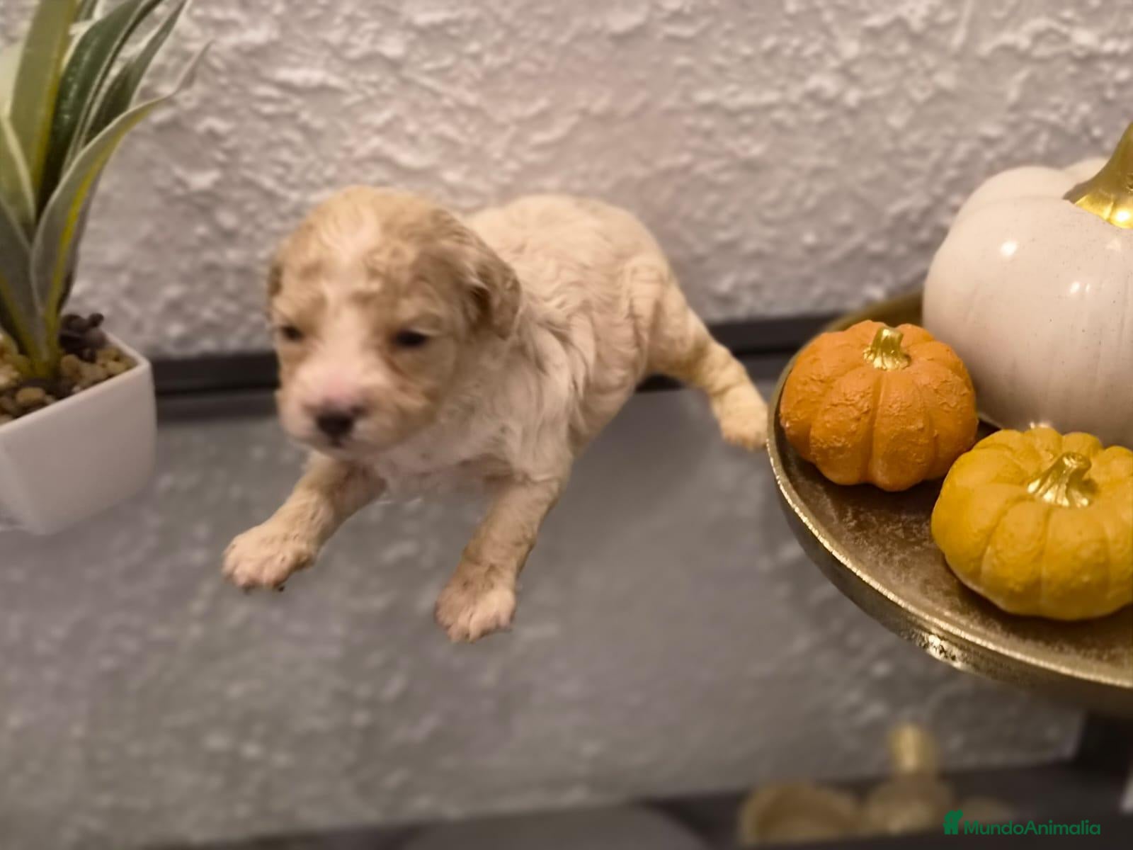 Maltipoo perros Maltipoo hembra  - Anuncio 2