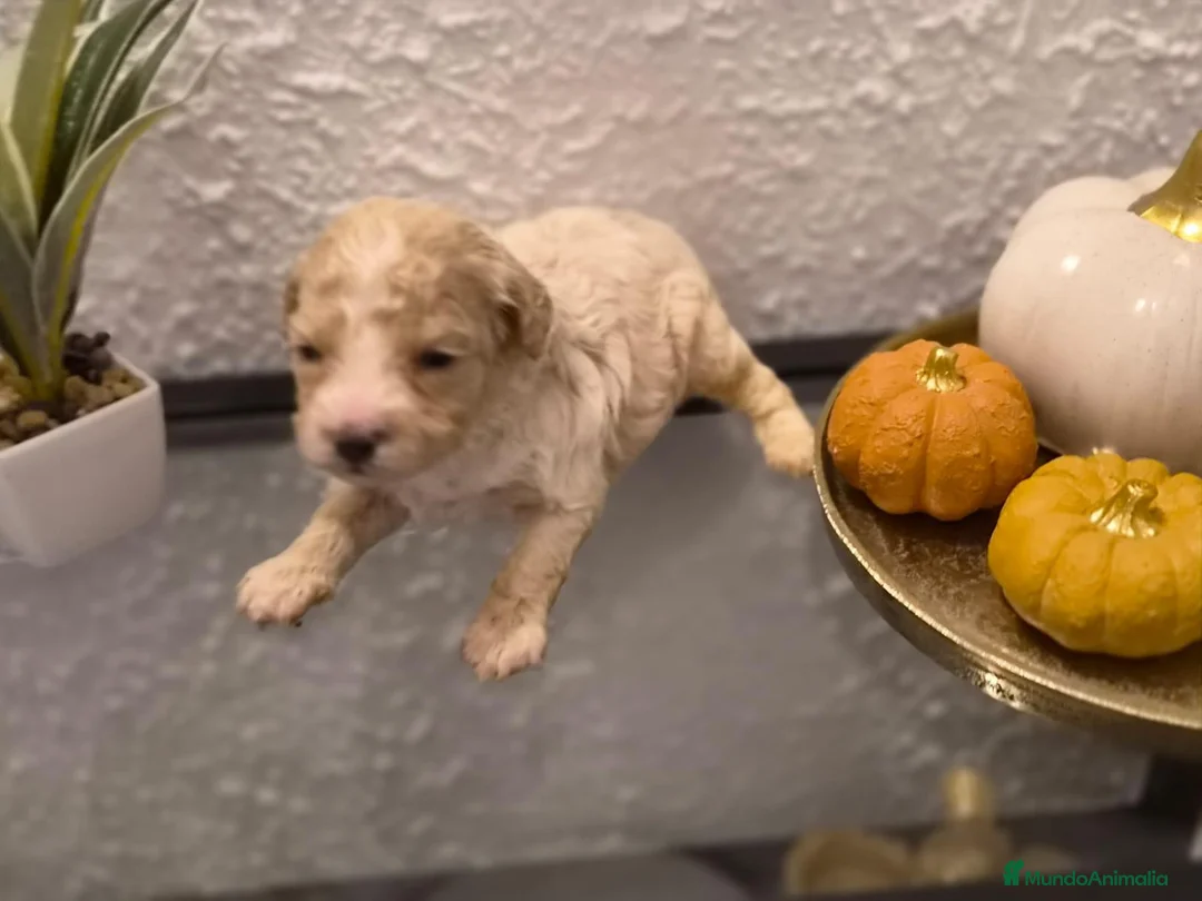 Maltipoo perros en venta: Maltipoo hembra  - Anuncio 1