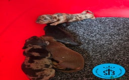 Teckel Miniatura perros en venta: TECKEL MINIATURA PEDEGREE  - Imagen 1