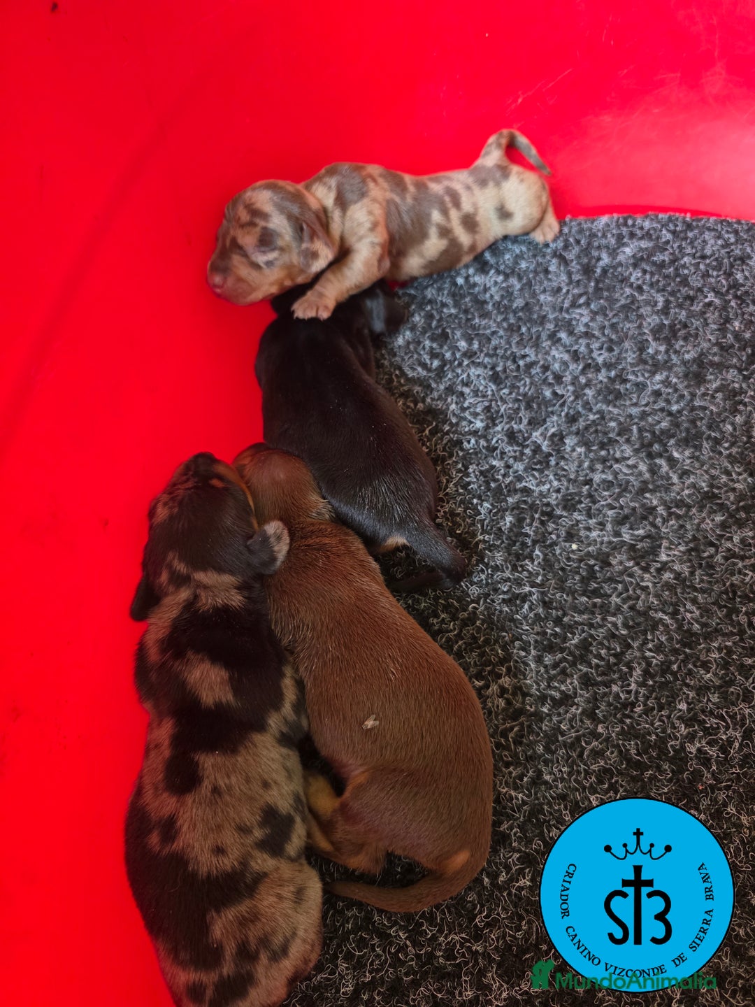 Teckel Miniatura perros en venta: TECKEL MINIATURA PEDEGREE  - Imagen 1
