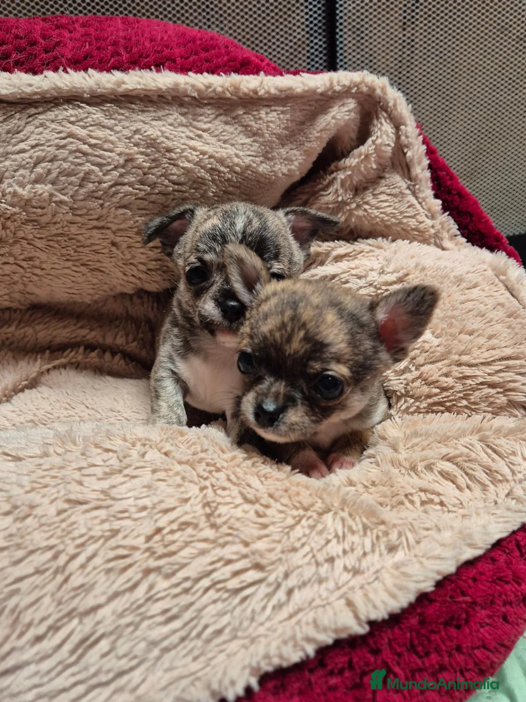 Chihuahua perros en venta: Chihuahua - Anuncio 1
