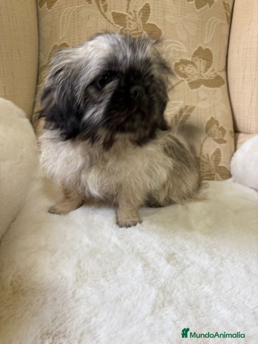 Pekinés perros en venta: Cachorros de Pekines Imperial hembras  - Imagen 25