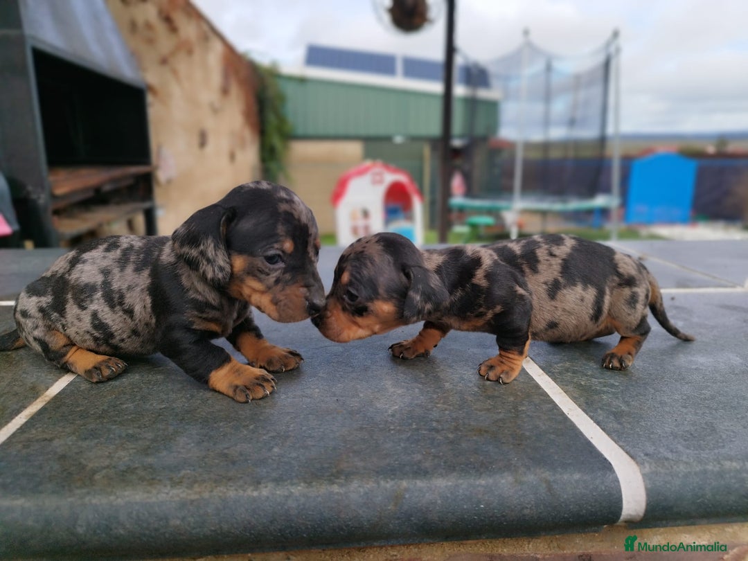 Teckel Miniatura perros en venta: Teckel mini  - Anuncio 1