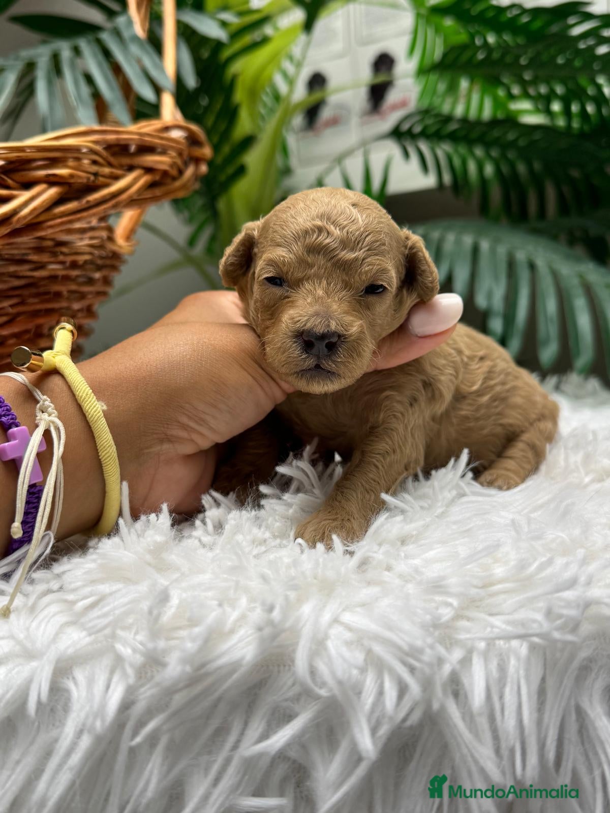 Caniche Toy perros en venta: CANICHE HEMBRA - Anuncio 6