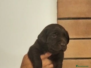 Labrador Retriever perros - Anuncio 1
