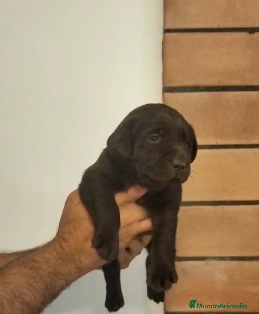 Labrador Retriever perros en venta: LABRADOR RETRIEVER - Anuncio 1