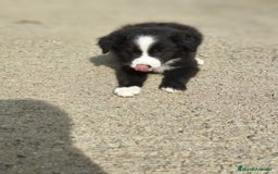 Border Collie perros en venta: Cachorros border collie blanco y negro  - Imagen 4