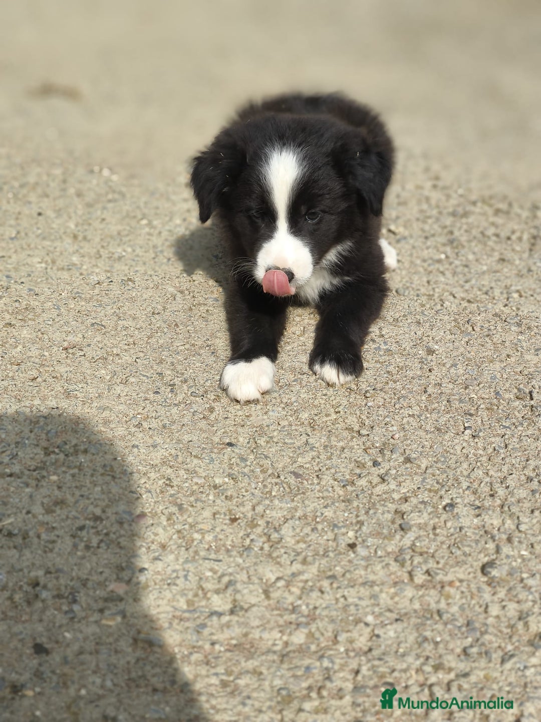 Border Collie perros en venta: Cachorros border collie blanco y negro  - Imagen 4