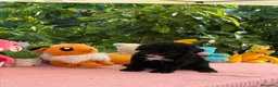Perro de Agua Español perros en venta: Perro de aguas - Anuncio 2