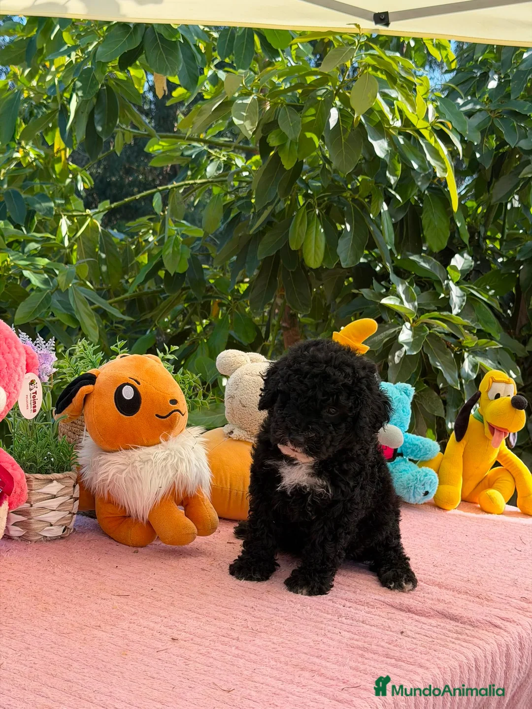 Perro de Agua Español perros en venta: Perro de aguas - Anuncio 2
