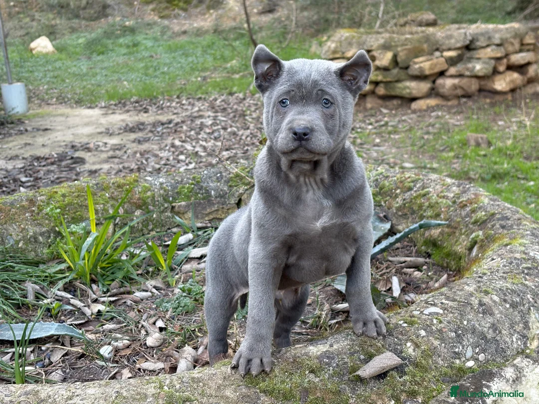 Thai Ridgeback Dog perros en venta: 🐕🐾🐾 Thai Ridgeback Dog - Exclusividad Absoluta! - Anuncio 4