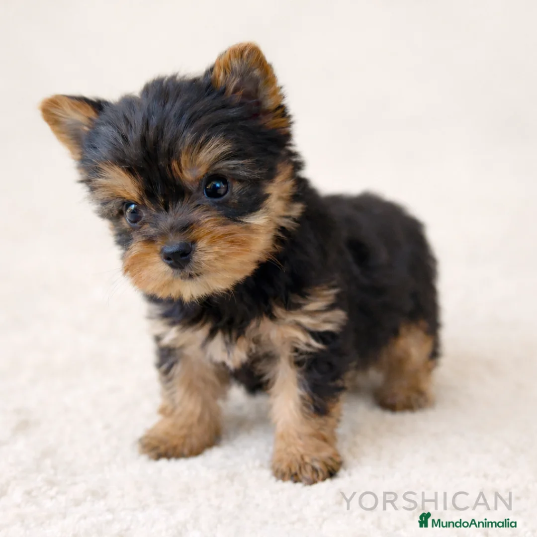 Imagen de galería {{count}}